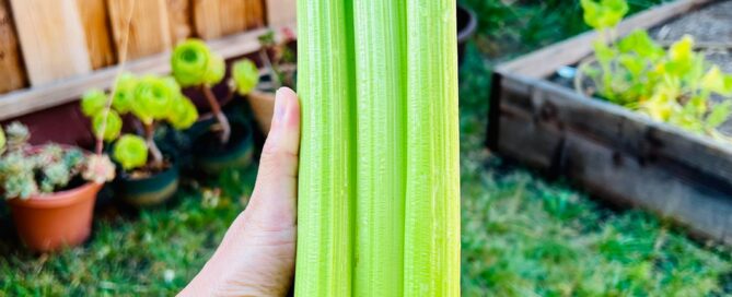 Celery