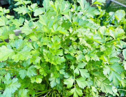 How Parsley Can Help You Cleanse And Heal